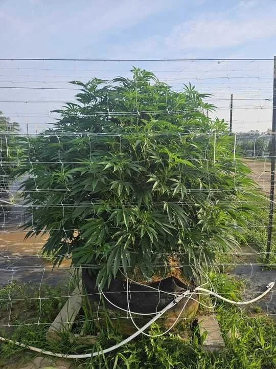 Grasshopper Farms 25.jpg
