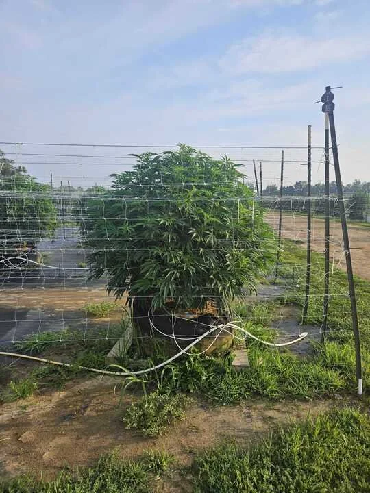 Grasshopper Farms 26a.jpg