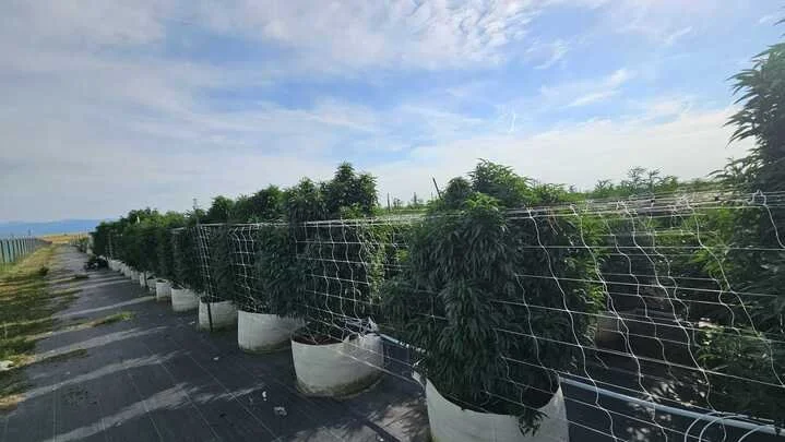 Grasshopper Farms 2.jpg