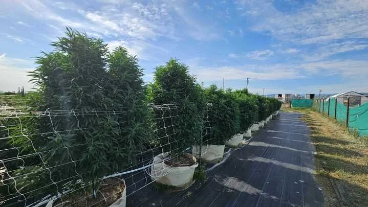 Grasshopper Farms 3.jpg