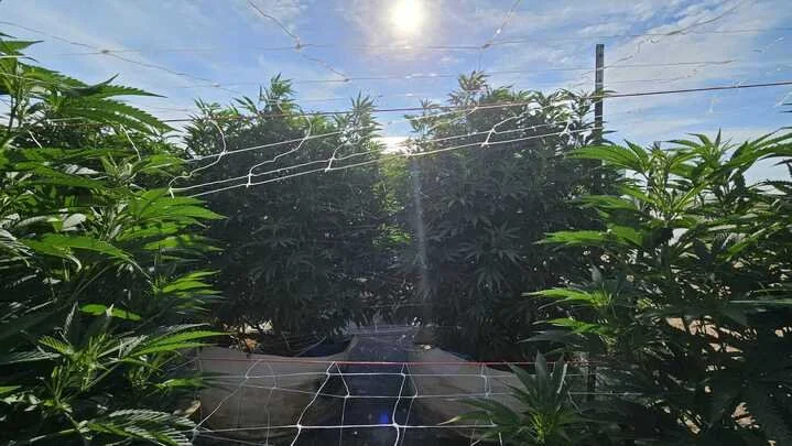 Grasshopper Farms 6.jpg