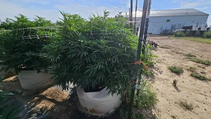 Grasshopper Farms 8.jpg