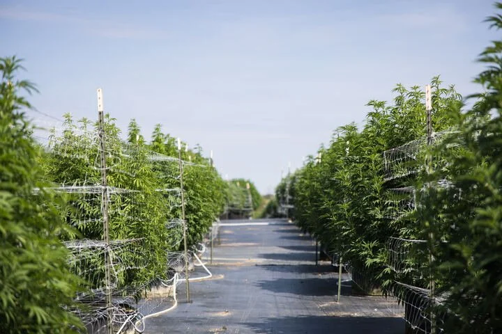 Grasshopper Farms 3.jpg