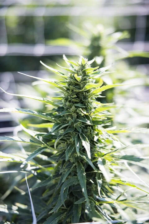 Grasshopper Farms 4.jpg