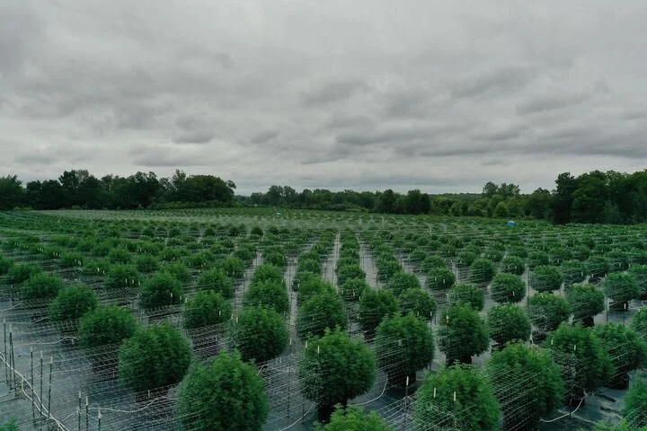 Grasshopper Farms 5.jpg