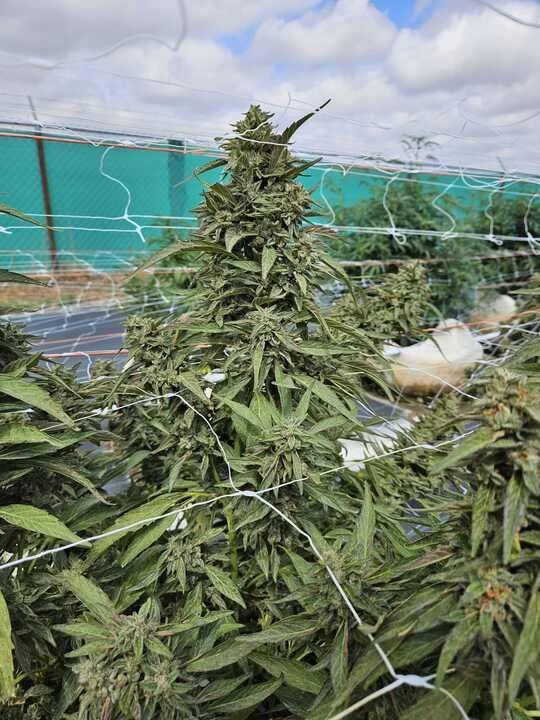 Grasshopper Farms 2.jpg