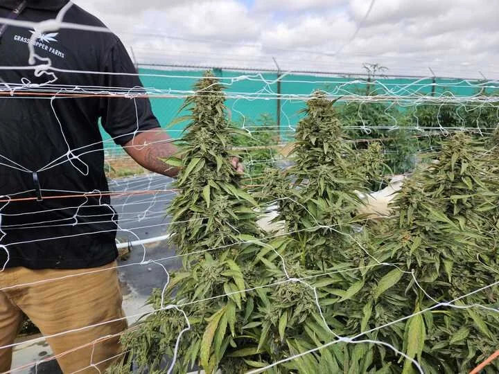 Grasshopper Farms 3.jpg