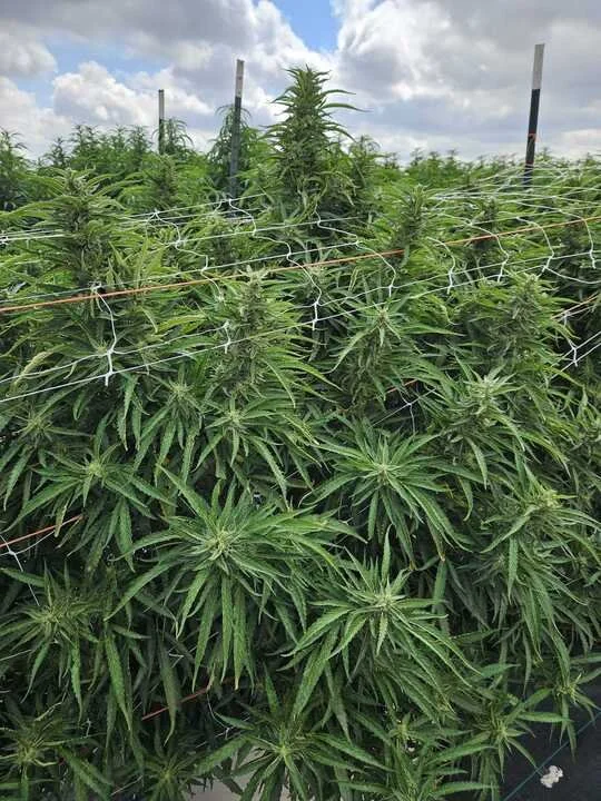 Grasshopper Farms 4.jpg