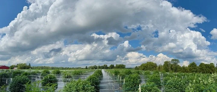 Grasshopper Farms 11.jpg