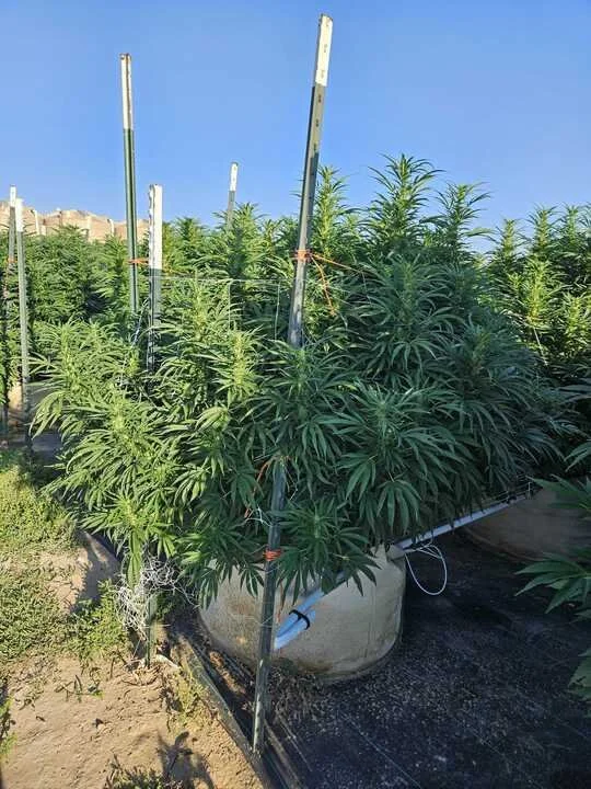 Grasshopper Farms 10.jpg