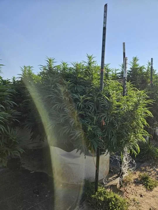 Grasshopper Farms 11.jpg