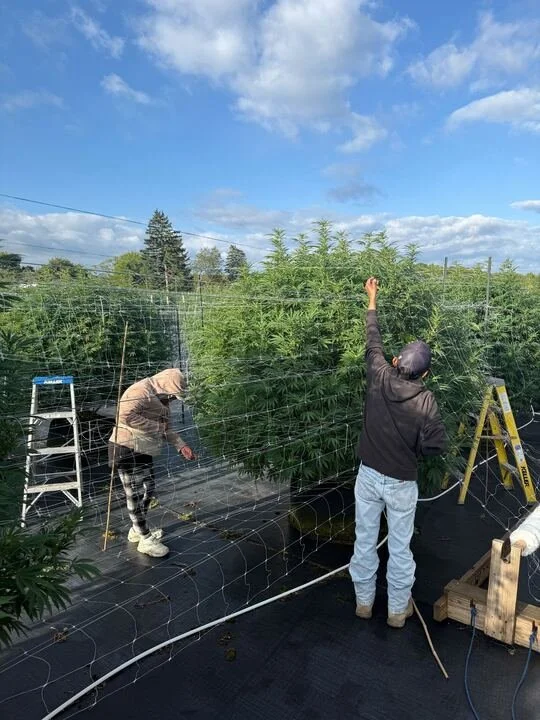 Grasshopper Farms 12.jpg