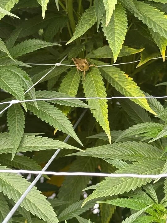 Grasshopper Farms 24.jpg