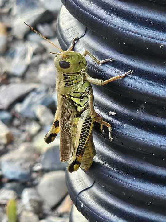 Grasshopper Farms 25.jpg