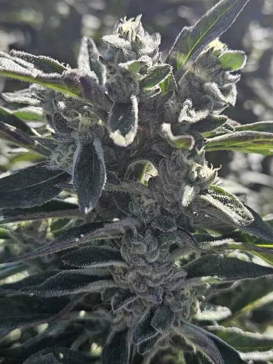 Grasshoppper Farms 2.jpg