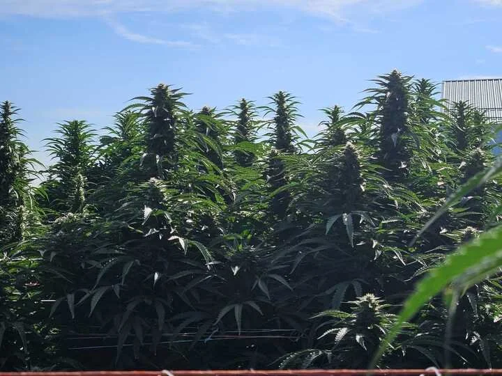 Grasshoppper Farms 4.jpg