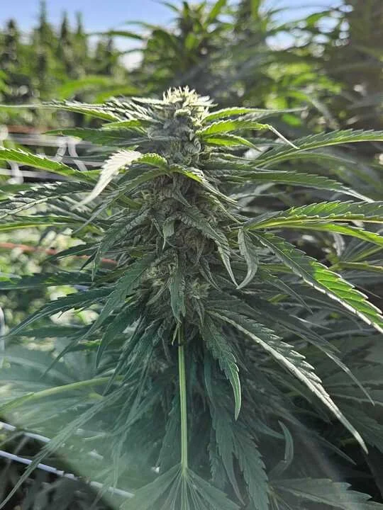 Grasshoppper Farms 7.jpg