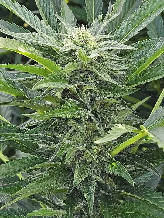 Grasshoppper Farms 8.jpg