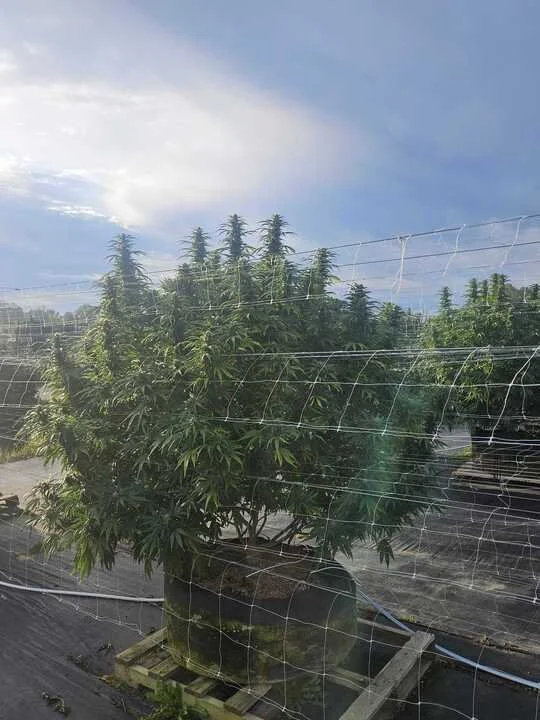 Grasshoppper Farms 16.jpg
