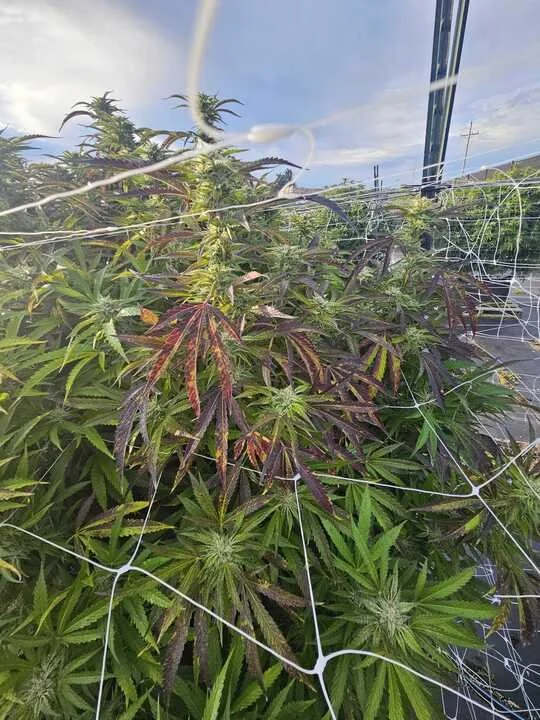 Grasshoppper Farms 17.jpg