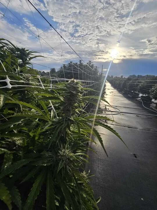 Grasshoppper Farms 18.jpg