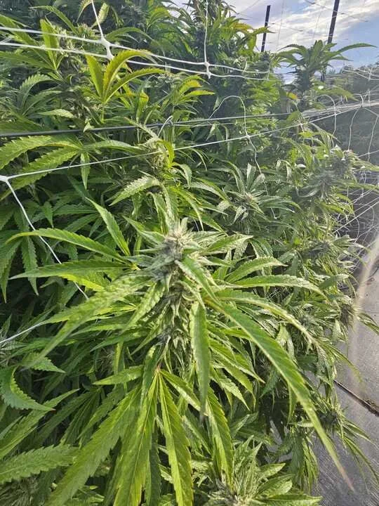 Grasshoppper Farms 20.jpg