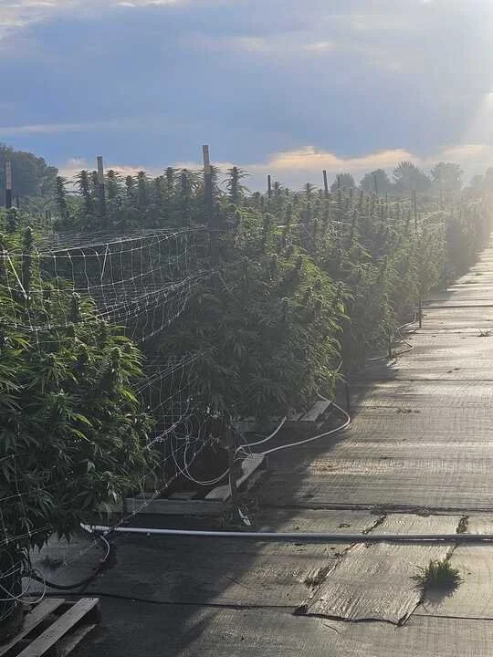 Grasshoppper Farms 21.jpg