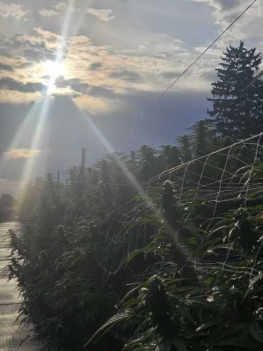 Grasshoppper Farms 22.jpg