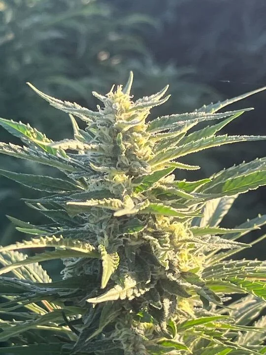 Grasshopper Farms 11.jpg