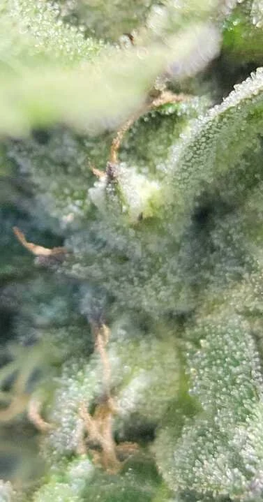 Grasshopper Farms 13.jpg