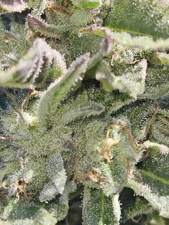 Grasshopper Farms 14.jpg