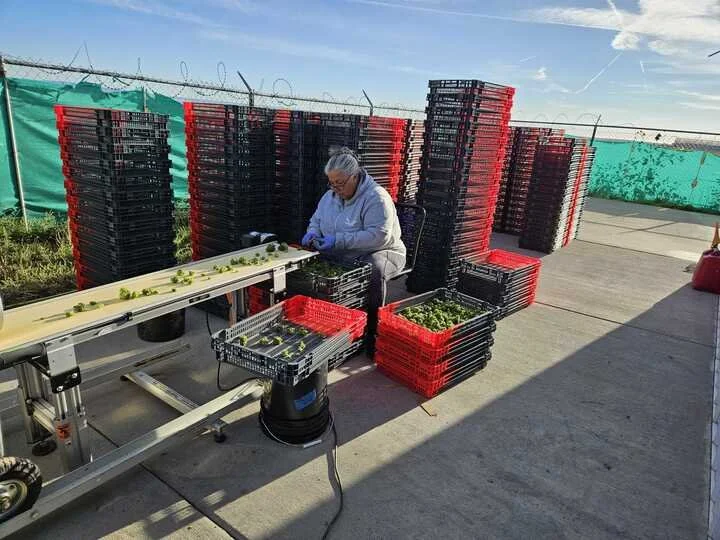 Grasshopper Farms 15c.jpg