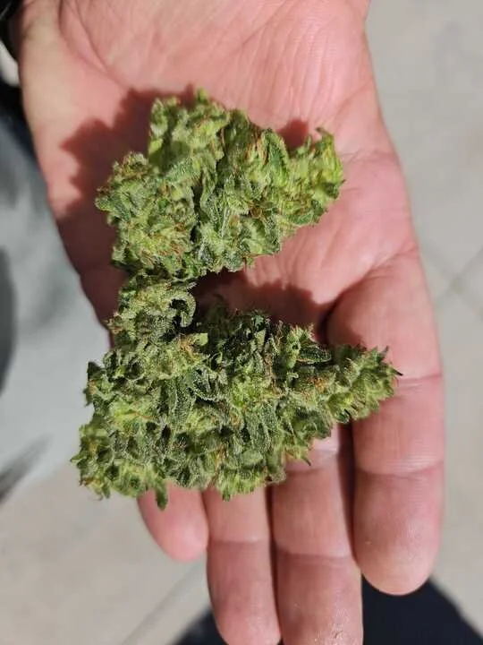 Grasshopper Farms 15d.jpg