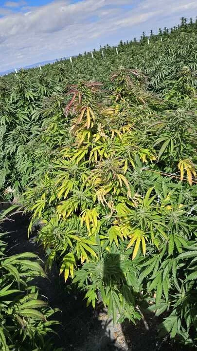 Grasshopper Farms 4.jpg