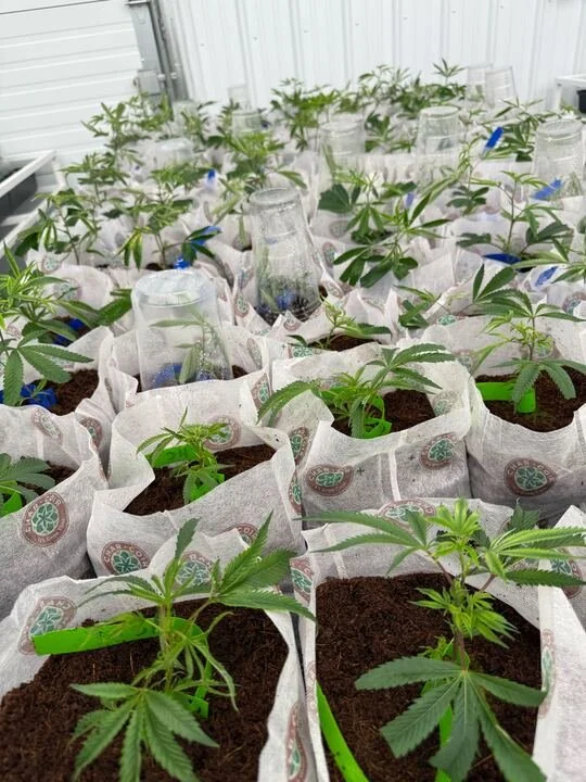 Grasshopper Farms 5.jpg