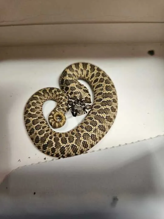 Grasshopper Farms 6.jpg