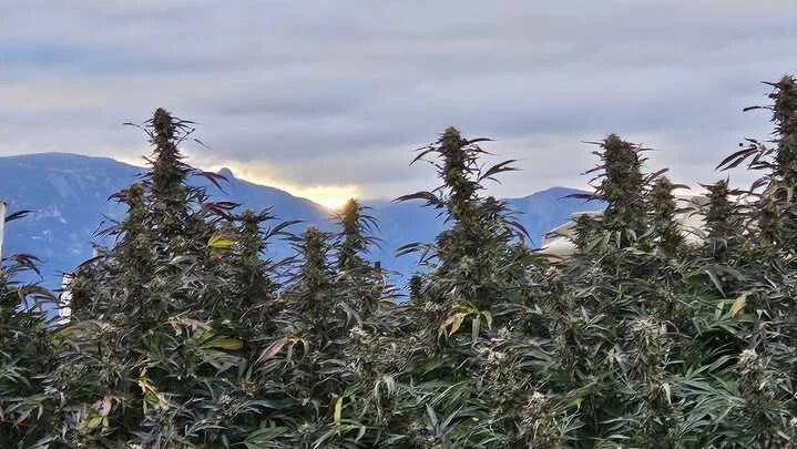 Grasshopper Farms 9.jpg