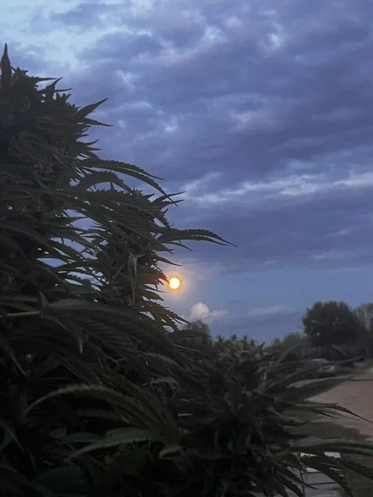 Grasshopper Farms 23.jpg