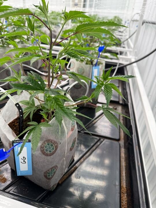 Grasshopper Farms 4.jpg