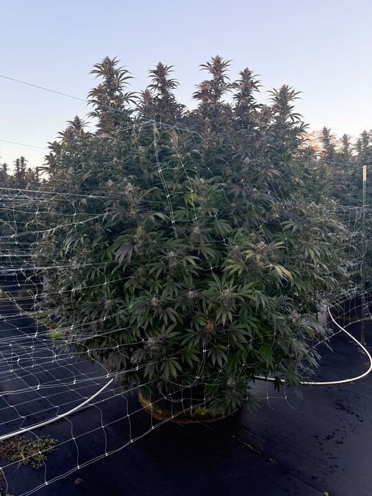 Grasshopper Farms 25.jpg