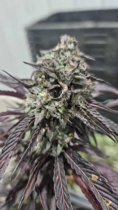 Grasshopper Farms 26.jpg