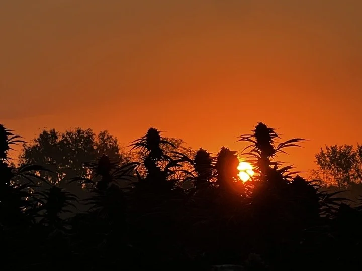 Grasshopper Farms 28.jpg
