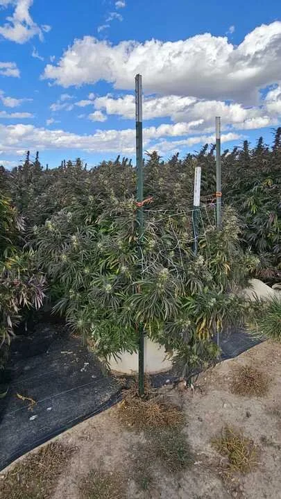 Grasshopper Farms 33.jpg