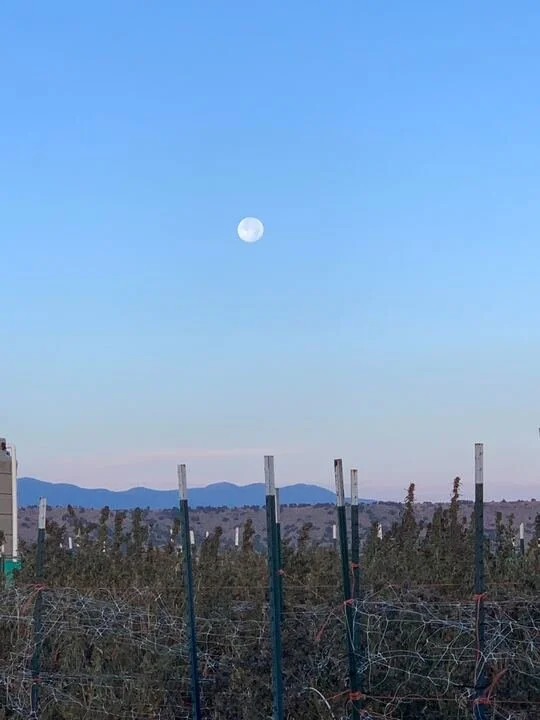 Grasshopper Farms 8.jpg