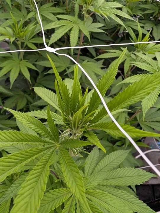 Grasshopper Farms 14.jpg