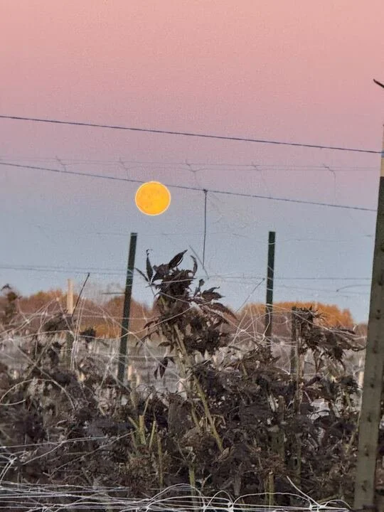 Grasshopper Farms 31.jpg