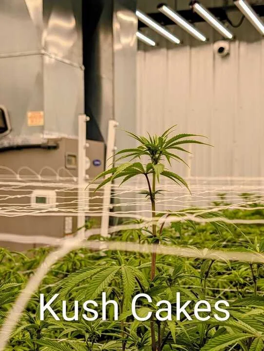 Grasshopper Farms 20.jpg