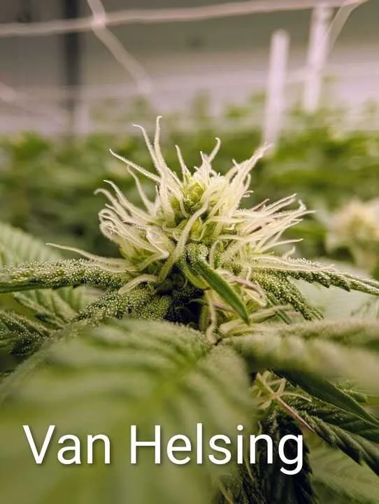 Grasshopper Farms 22.jpg