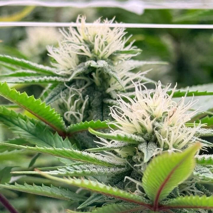 Grasshopper Farms 15.jpg