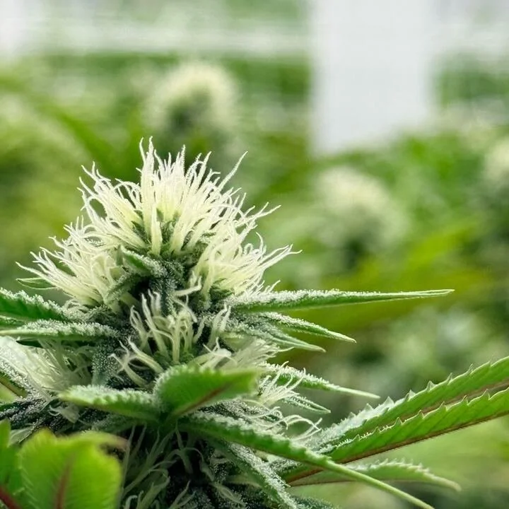 Grasshopper Farms 16.jpg